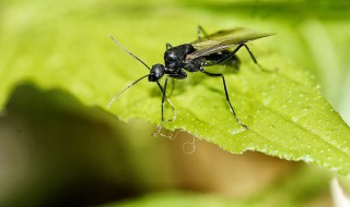 如何驱赶飞蚁 如何驱赶飞蚁视频