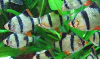 虎皮鱼的风水学应用（虎皮鱼凶不凶）