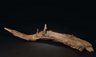 沉香木的介绍（沉香木的介绍与特点）