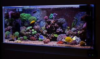 鼠鱼的鱼缸摆放位置（鱼缸里放鼠鱼好吗）