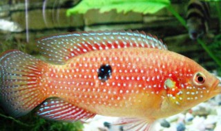 宝石鱼的品种介绍（红宝石鱼品种）