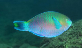 鹦哥鱼的品种介绍（鹦哥鱼的品种介绍图）