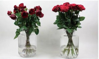 鲜花保鲜剂介绍（鲜花保鲜剂介绍文案）