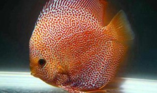 七彩神仙鱼的品种 七彩神仙鱼的品种图片大全