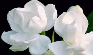 茉莉花驱蚊子吗 茉莉花能驱蚊子吗?