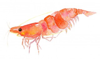 樱花虾的形态特征（樱花虾的形态特征是什么）