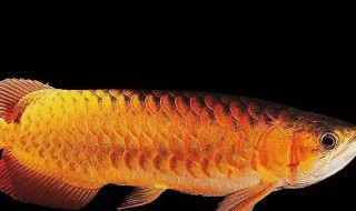 银龙鱼的风水学应用（银龙鱼的风水作用）