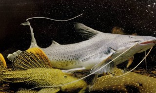 鳉鱼的风水学应用 什么叫风水鱼· 都有什么是风水鱼