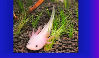 恐龙鱼的风水学应用 恐龙鱼的特点