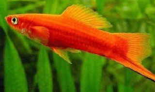 红箭鱼的风水学应用 家里养红箭鱼好吗风水
