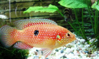 宝石鱼的风水学应用（宝石鱼的风水学应用与分析）