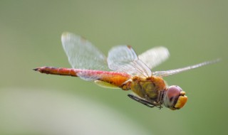 蜻蜓是怎么飞的（蜻蜓是怎么飞的句子）