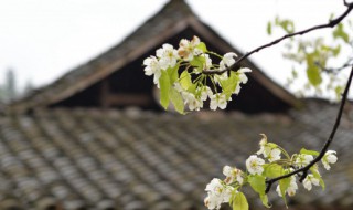 如何介绍清明节（如何介绍清明节用自己的话说）