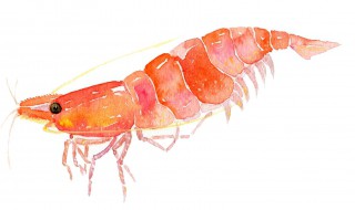 樱花虾的繁殖与饲养（樱花虾的繁殖与饲养技术）