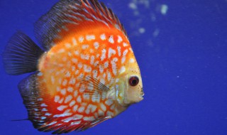 七彩神仙鱼的风水学应用（七彩神仙是风水鱼吗）