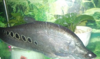 七星刀鱼的风水学应用 七星刀鱼风水作用