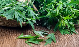 艾草一年能收割几次（艾草一年收割几次什么时候收割）