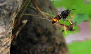 蜜蜂如何辨认回家的路 蜜蜂如何辨认回家的路实验和过程