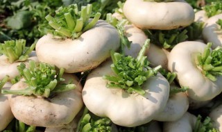 芜菁是什么蔬菜 芜菁是什么蔬菜类型