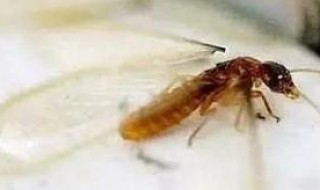 家里小飞虫从哪里来的（家里小飞虫从哪里来的啊）