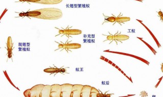 白蚁一般什么月份出来 白蚁一般什么月份出来 晚上几点