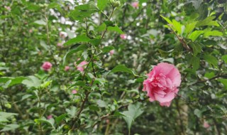 重瓣木槿花的养殖方法（重瓣木槿盆栽）