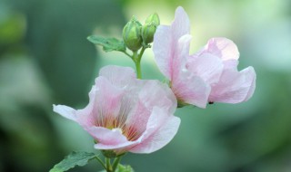 芙蓉花叶插方法 芙蓉花栽培芙蓉花叶插可以吗