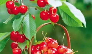 樱桃几月熟 今年樱桃什么时候熟