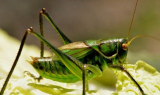 夏天常见的昆虫有哪些（夏天常见的昆虫有哪些名字）