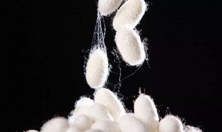 桑蚕丝往身上吸怎么办 桑蚕吐丝怎么办