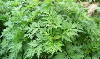 艾草熏蚊子的正确方法（艾草如何熏蚊子）