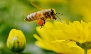 赶走蜜蜂的简便小妙招 赶走蜜蜂的简便小妙招图片