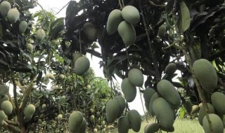 芒果怎样存放不容易坏 芒果怎么保存不会烂掉