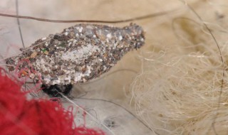 怎么消灭衣蛾（怎么消灭衣蛾翅虫）