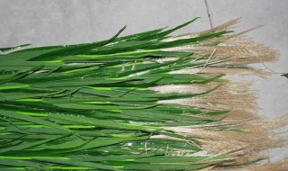 芦苇叶怎么保存 芦苇叶怎么保存最好