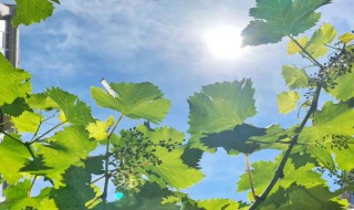 进入夏天的标准是什么（夏天 标准）