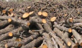 新砍的枣木棍怎样处理 新砍的枣木棍怎样处理好