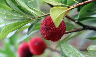 摘杨梅是几月份（摘杨梅是几月份的水果）