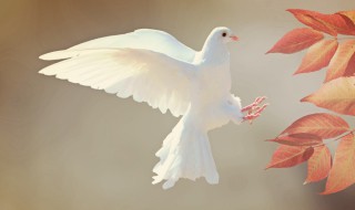 鸽子象征（鸽子象征着什么精神）