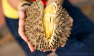 榴莲可以用吹风机催熟吗 榴莲可以用吹风机催熟吗