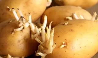 什么程度的土豆算发芽（什么样的土豆算发芽的土豆）