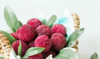 杨梅能放多久（杨梅能放多久常温）