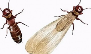 大水蚁出现是要下雨吗 大水蚁预示要下大雨吗