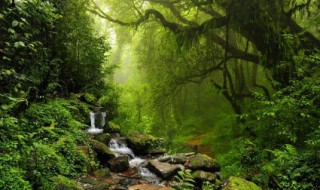 热带雨林有什么水果 热带雨林有什么水果有毒