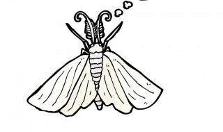 蚕蛾的行为特征有哪些 蚕蛾的特征是什么