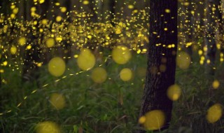 萤火虫除了照明还能干什么 萤火虫除了照明还能干什么用