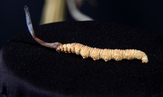 怎样辨别虫草的真假与质量 怎样辨认虫草的真假