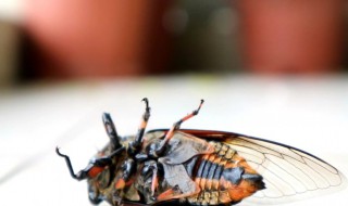 知了的寓意是什么 知了的寓意是什么?