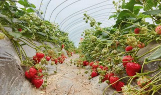 草莓的生长习性（草莓生长发育特性）