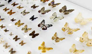 毛毛虫怎么变成蝴蝶 毛毛虫怎么变成蝴蝶?